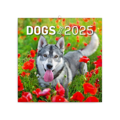Falinaptár képes lemeznaptár 300x300mm, Dogs Realsystem 2026.