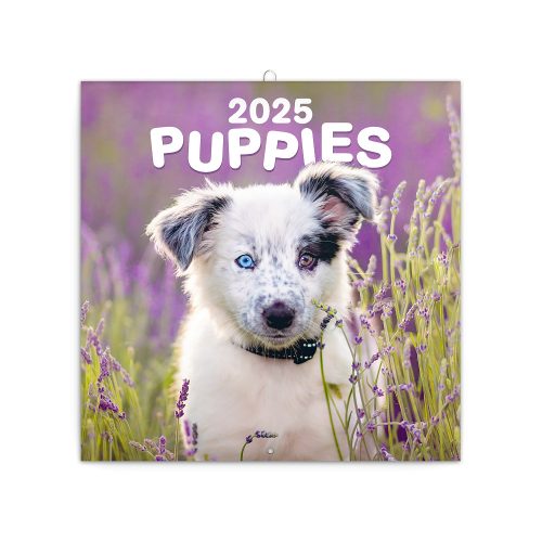 Falinaptár képes lemeznaptár 300x300mm, Puppies Realsystem 2026.